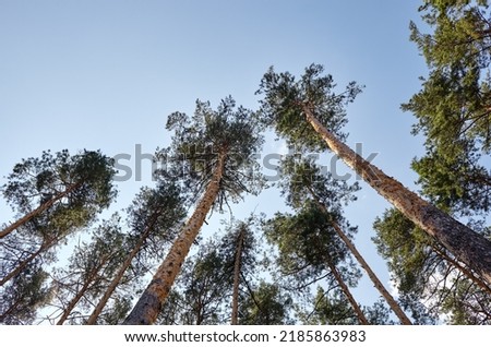 Similar – Foto Bild Nadelwald mit niedrigem Winkel