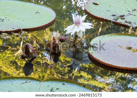 Similar – Foto Bild Riesenseerose mit zwei  über kreuz, liegenden Händen, mit  Schatten im Sonnenlicht.