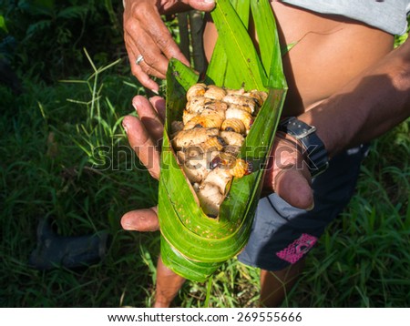 The jungle, Indonesia - January 14, 2015: A local carries eatable white larvae wrapped in a  banana tree leaf. This is a great treat there