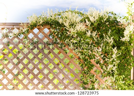 Silverlace vine over a fence, spring garden in the background