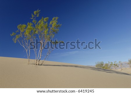 A tall shrub on a sand dune in Death Valley near Stovepipe Wells with clear blue sky in the background