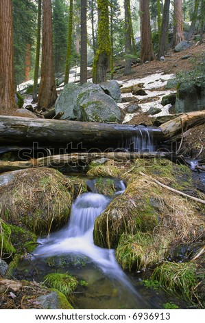 Forest stream in Sequoia National Park