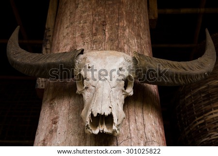 Old buffalo skull hanging on wooden wall.