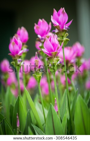 Siam tulip flowers. Pink flower petals overlapping layers.
