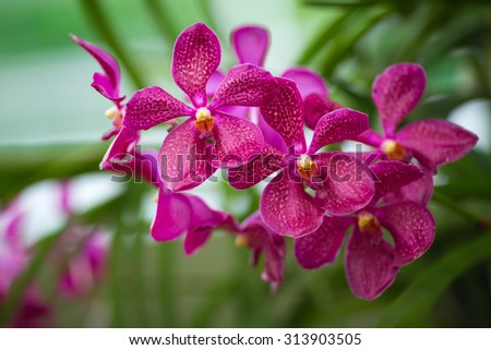 Bouquet of flowers orchids. Bouquet of flowers orchids.