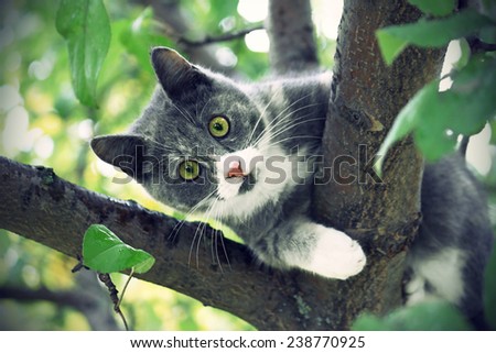 Vintage image of cat with green eyes sitting on a tree