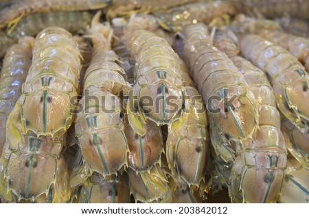 mantis shrimps - squilla mantis