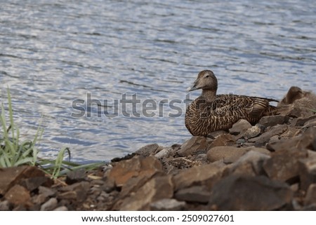 Similar – Image, Stock Photo Eider duck on Iceland bladderwrack