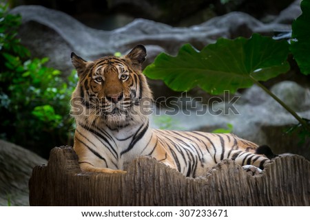 Bengal Tiger lay down on the rock.