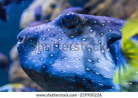 Blue fish with yellow pectoral fin