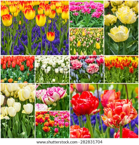 Tulips collage, Keukenhof flower park, Holland, Netherlands