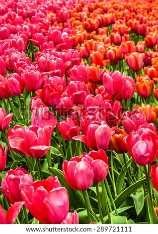 Tulip field, Holland, Netherlands, Keukenhof flower park