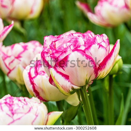 Pink tulip flower close up, garden, Kukenhof, Holland