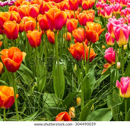 Red Dutch tulips park Keukenhof - flower garden, Holland