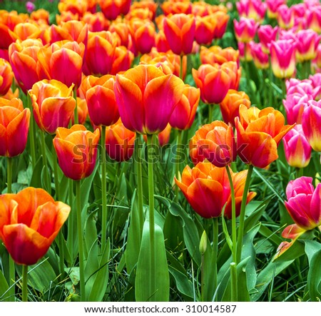 Red tulip flowers, park Keukenhof, Holland, Netherlands garden