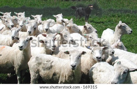 Sheep Herd and Sheepdog on a New Zealand Farm