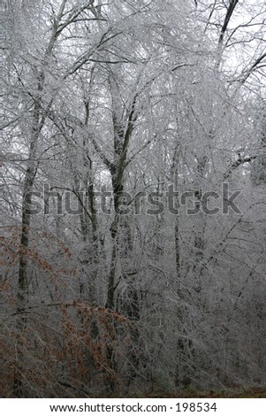 Forest during Ice Storm - portrait