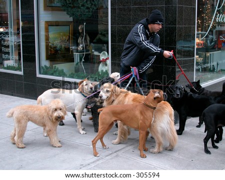 New York City Dog Walker in Manhattan