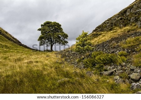 An image of Sycamore Gap,this is the famous tree which stands beside Hadrian`s Wall in the Northeast of England.It was famously used during the filming of Robin Hood prince of thieves.