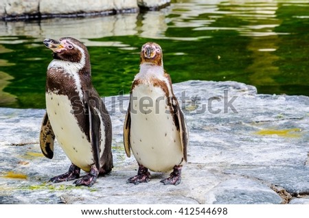 Similar – Humboldt Penguin Zoo Water