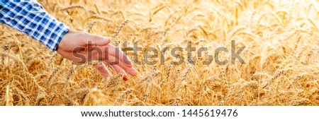 Similar – Image, Stock Photo Harvest time. The wheat is in full bloom right now. The stalks are bending.