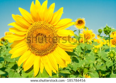 Flower of sunflower closeup on a background field of sunflowers and blue sky
