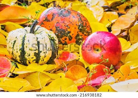 Two decorative pumpkin and red apple on autumn red and yellow leaves
