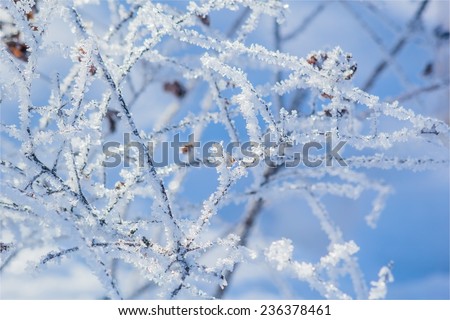 White frost on the branches of spirea on a frosty winter day