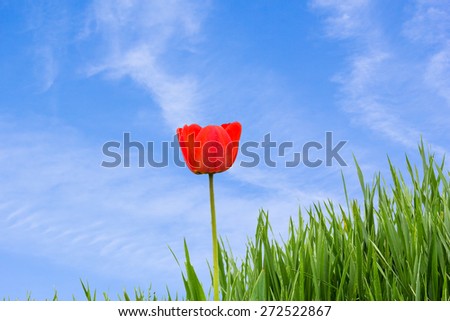 Red tulips and green grass on blue sky background with white clouds