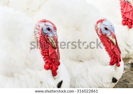 Two white turkeys close up. Selective focus