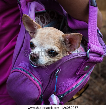 Little lovely dog in the  purple bag of traveller
