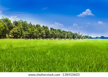 Green rice field in the sunny day with blue sky