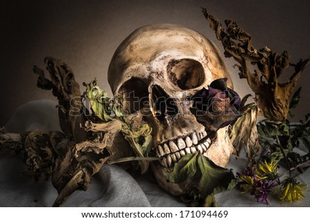 Still life with skull and rose in mouth