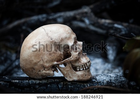 Still life with human skull on ashes in the forest