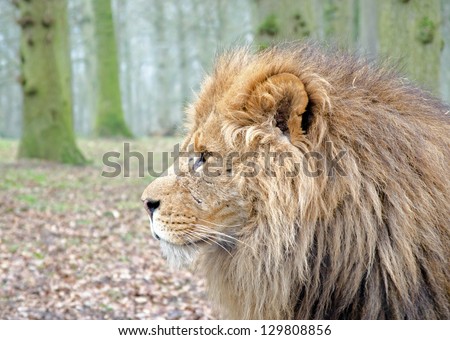 Head of male lion side on in forest