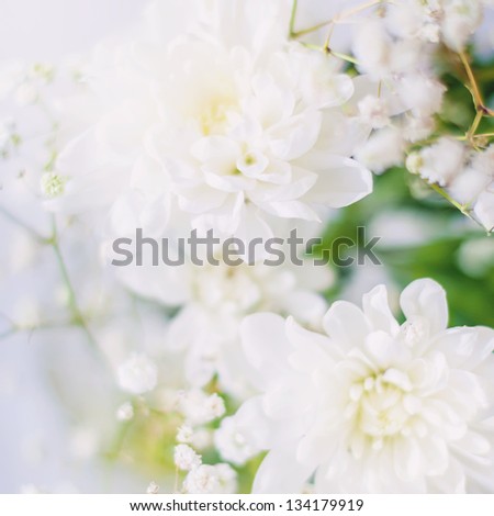 White Chrysanthemums in a Light bouquet on a blue background
