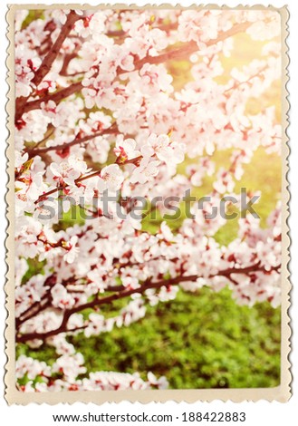 Retro Card with Cherry Blossoms, Nature Background, Spring flowers, isolated on white