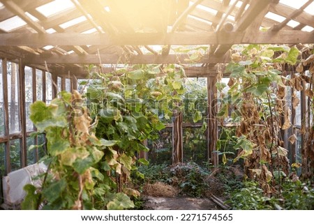 Dry green yellow leaves of cucumber branches hang from supports in light greenhouse in autumn at end of harvest in sunshine Autumn period in countryside Background Stock fotó © 