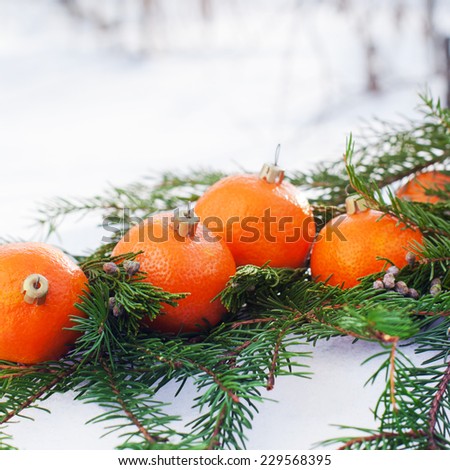 Russian Tradition to Eat Tangerines at New Year. Branch of Coniferous on White Snow