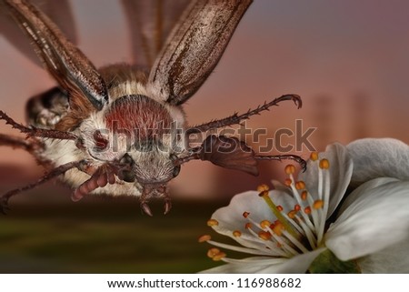Flight of the may beetle on a flower apple tree
