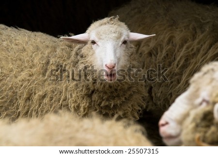 Have your voice heard! - Close-up of a herd of sheep, focus on the one looking straight into the camera while bleating