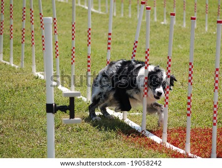 aussie does the pole waeve at the agility trials