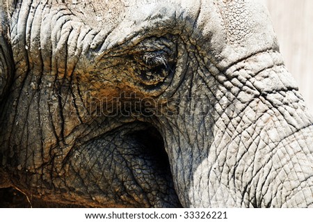 The mud caked face of a large elephant