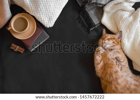 Similar – Image, Stock Photo Ginger cat is laying on sofa