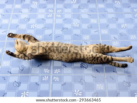 The cat lying stretched full length on the floor,Sleeping posture of cat