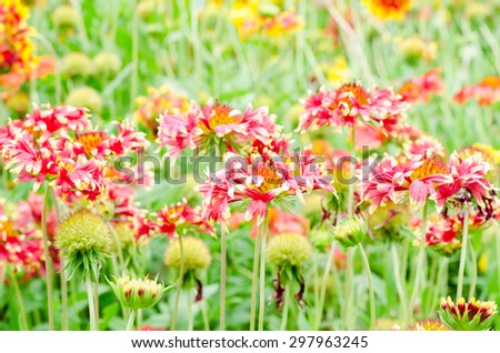 colorful gaillardia or blanket flowers in the garden