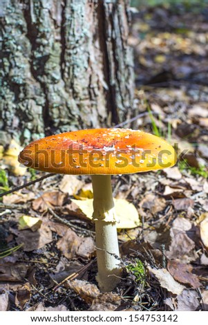 Yellow fairy-mushroom in sunny forest