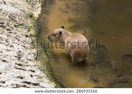 Capybara, Hydrochoerus hydrochaeris, a large rodent native to South America