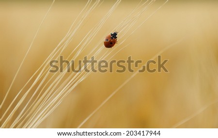 Ladybug on wheat ears goes up, close up
