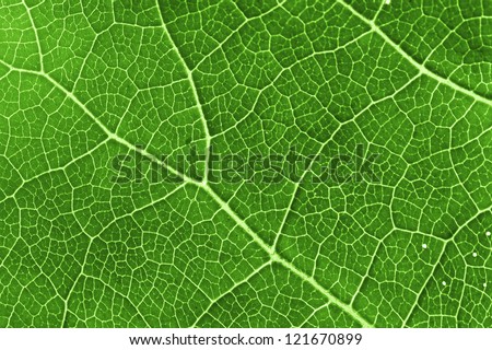 green leaf structure macro close up